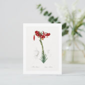 CARTE POSTALE REDOUTÉ BOTANIQUE "LILY" (Debout devant)