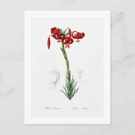 CARTE POSTALE REDOUTÉ BOTANIQUE "LILY" (Devant)