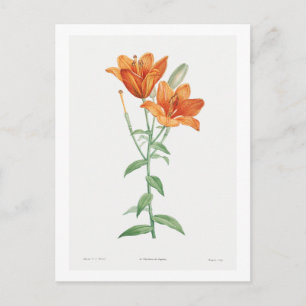 CARTE POSTALE REDOUTÉ BOTANIQUE "ORANGE LILY"