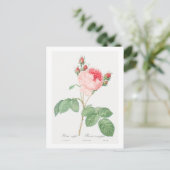 CARTE POSTALE REDOUTÉ BOTANIQUE "ROSE CABBAGE" (Debout devant)