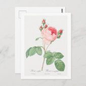 CARTE POSTALE REDOUTÉ BOTANIQUE "ROSE CABBAGE" (Devant / Derrière)