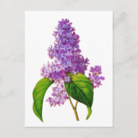 Redoute Lilacs