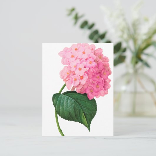 Carte Postale Redoute Pink Hydrangea (Debout devant)