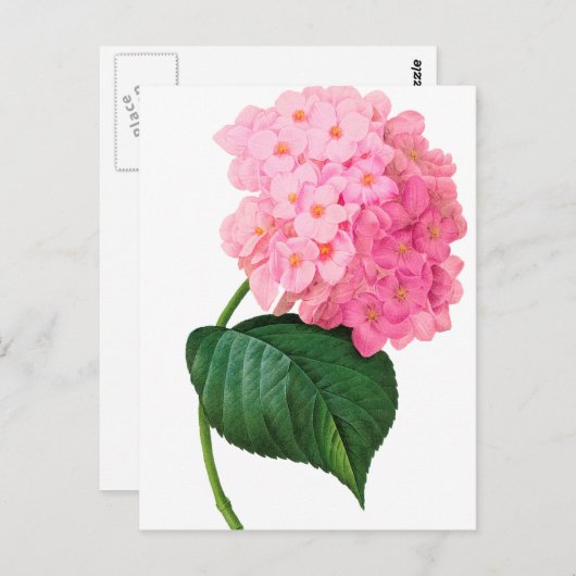 Carte Postale Redoute Pink Hydrangea (Devant / Derrière)