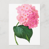Carte Postale Redoute Pink Hydrangea (Devant)