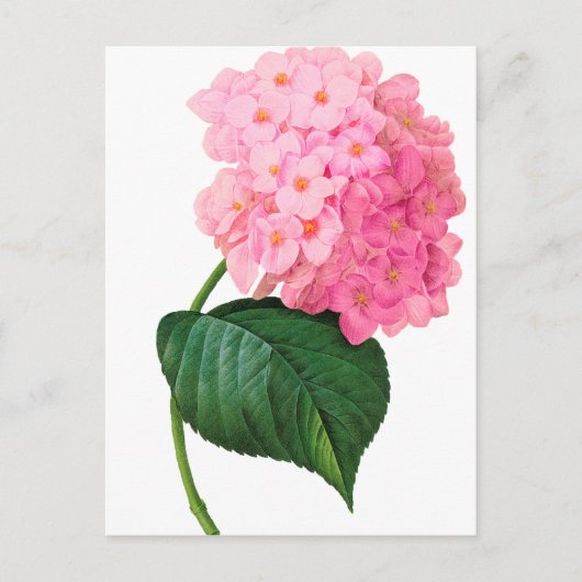 Carte Postale Redoute Pink Hydrangea (Devant)
