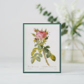 Carte Postale Redoute Rose Single Stem (Debout devant)