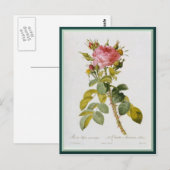 Carte Postale Redoute Rose Single Stem (Devant / Derrière)