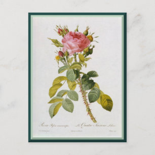 Carte Postale Redoute Rose Single Stem