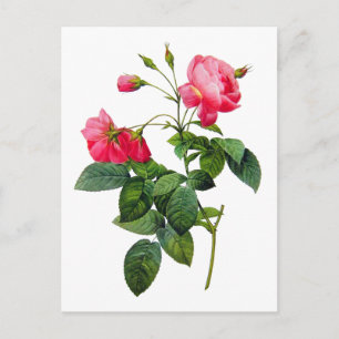 Carte Postale Redoute Roses