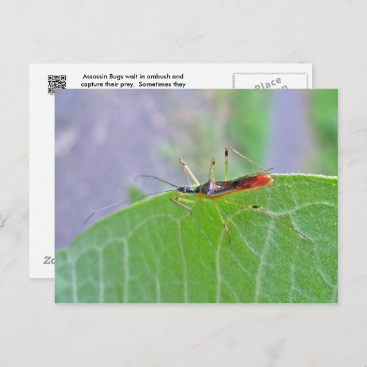 Carte postale Reduviid Assassin Bug (Devant / Derrière)
