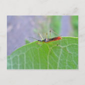 Carte postale Reduviid Assassin Bug (Devant)