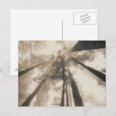 Carte Postale Redwood Forest, Californie du Nord (Devant / Derrière)