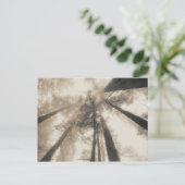 Carte Postale Redwood Forest, Californie du Nord (Debout devant)