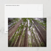 Carte Postale Redwood National and State Parks, Californie (Devant / Derrière)