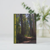 Carte Postale Redwood National Park Stout Grove (Debout devant)