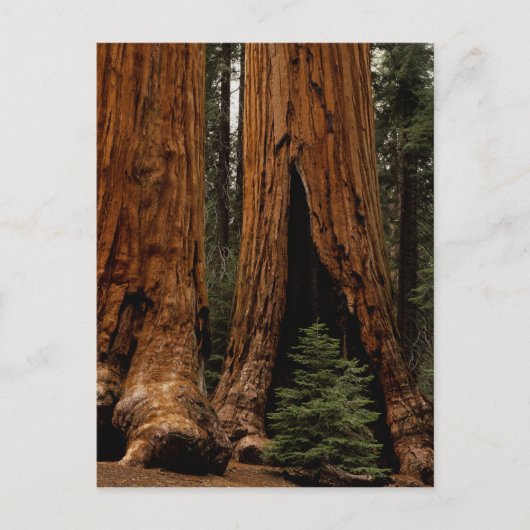 Carte Postale Redwood Trees, Sequoia National Park. (Devant)