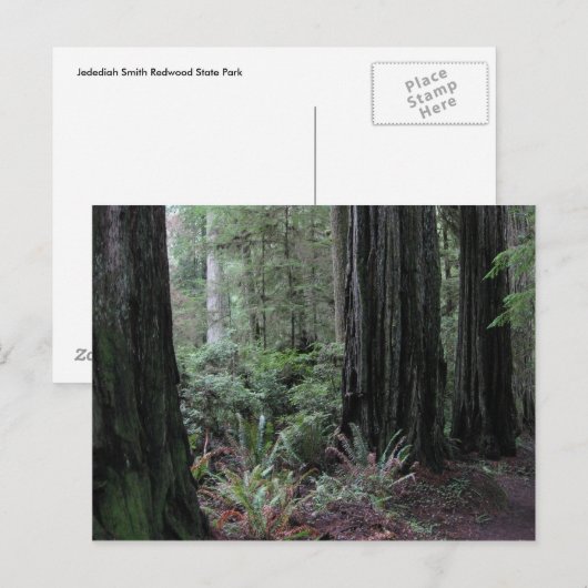 Carte Postale Redwoods (Devant / Derrière)