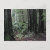 Carte Postale Redwoods (Devant)