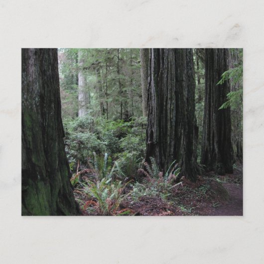Carte Postale Redwoods (Devant)