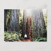 Carte postale Redwoods (Devant)