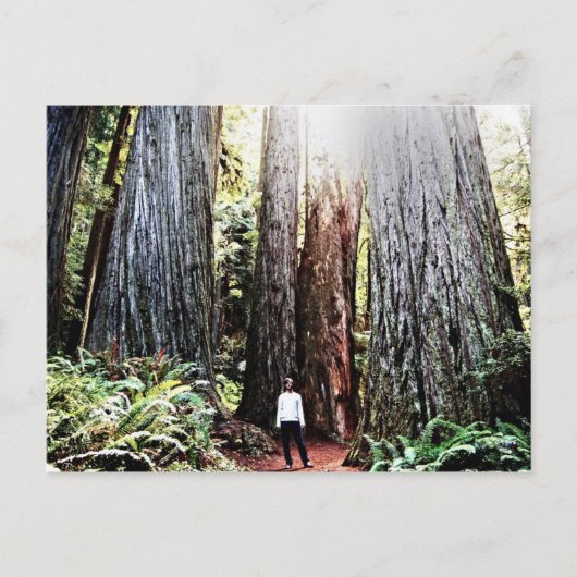 Carte postale Redwoods (Devant)