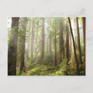 Carte Postale Redwoods