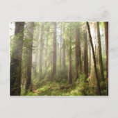 Carte Postale Redwoods (Devant)