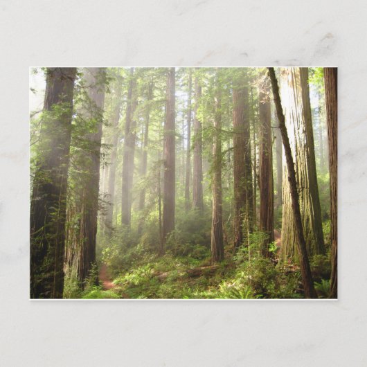 Carte Postale Redwoods (Devant)