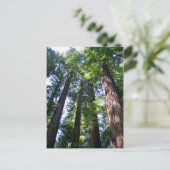 Carte postale Redwoods (Debout devant)