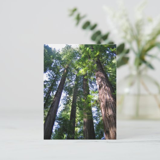 Carte postale Redwoods (Debout devant)