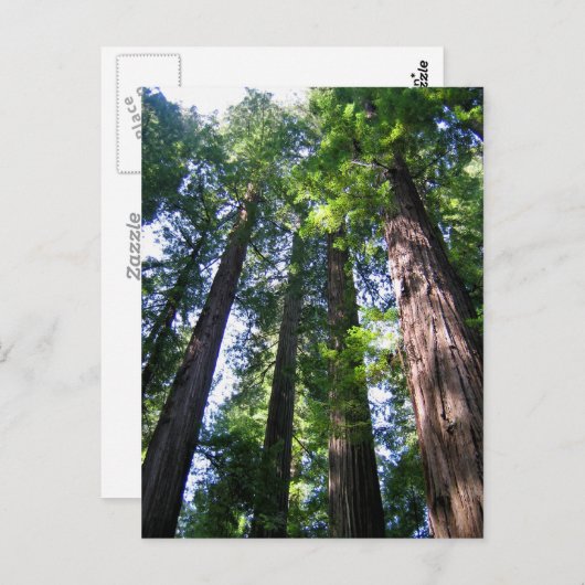 Carte postale Redwoods (Devant / Derrière)