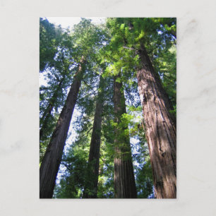 Carte postale Redwoods