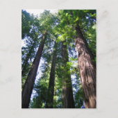 Carte postale Redwoods (Devant)