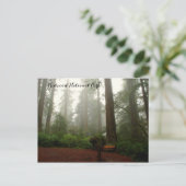 Carte Postale Redwoods de Californie (Debout devant)