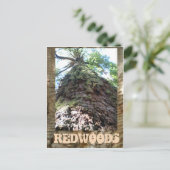 Carte Postale Redwoods Giant (Debout devant)