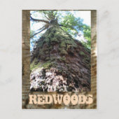 Carte Postale Redwoods Giant (Devant)