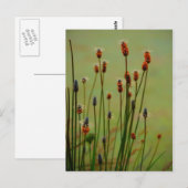 Carte Postale Reed (Devant / Derrière)