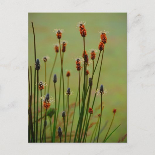 Carte Postale Reed (Devant)
