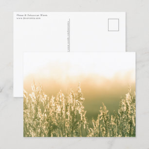 Carte Postale Reed Sunset Nature Photo