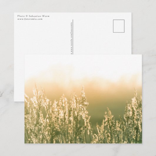 Carte Postale Reed Sunset Nature Photo (Devant / Derrière)