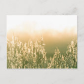 Carte Postale Reed Sunset Nature Photo (Devant)