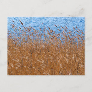 Carte postale Reeds