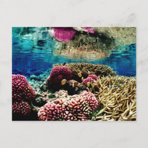Carte Postale reef-386973 récif corail paysage sous-marin coloré