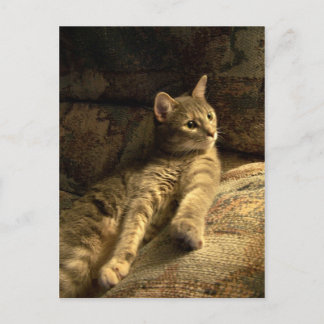 Carte Postale Réfléchi