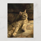 Carte Postale Réfléchi (Devant)