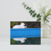 Carte Postale Reflet d'un chat blanc (Debout devant)