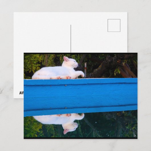 Carte Postale Reflet d'un chat blanc (Devant / Derrière)
