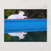 Carte Postale Reflet d'un chat blanc (Devant)
