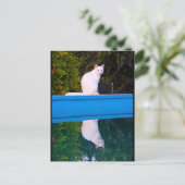 Carte Postale Reflet d'un portrait de chat blanc (Debout devant)
